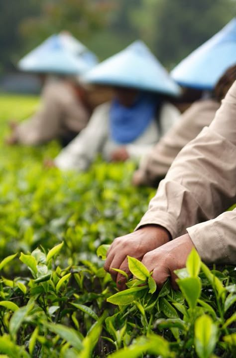 Tea Garden Photography, At Work, Assam Tea, Tea Farm, Tea Estate, Tea Plant, Tea Culture, West Java, We Are The World