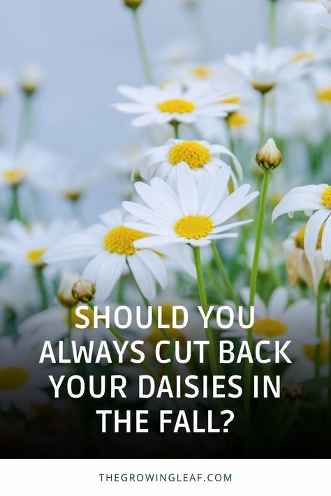 Flowers For Vases, Montauk Daisy, Pruning Plants, Fall Prep, Shasta Daisy, Shasta Daisies, Gerber Daisies, Flower Care, In The Fall