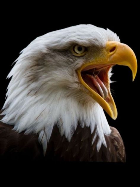 Nest Tattoo, Bald Eagle Tattoos, Eagle Face, Screaming Eagle, Eagle Images, Eagle Wallpaper, Eagle Pictures, Eagle Bird, Eagle Art