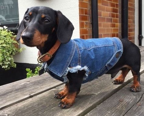 Dog Jacket Patterns, Diy Dog Sweater, Dog Clothes Patterns Sewing, Dog Coat Pattern, Dachshund Clothes, Textile Recycling, Dog Clothes Diy, Denim Dog, Best Selling Products