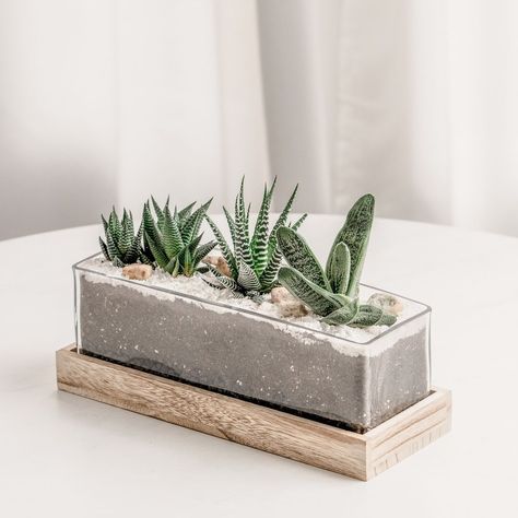 Succulent Bar on Instagram: “Shining a spotlight on a recent client's kind words they sent over to us. We love hearing from you so please don't hesitate to contact us…” Succulent Bar, Succulent Varieties, Succulent Display, Succulent Planter Diy, Planter Wall, Gifts For Your Boss, Glass Planter, Rock Decor, Succulent Arrangements