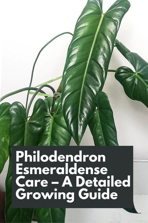 Discover the secrets of Philodendron Esmeraldense Care! Follow our detailed growing guide to unlock the full potential of this stunning plant. Learn essential tips for optimal lighting, watering, and humidity levels to ensure lush foliage and vibrant growth. Explore the perfect soil composition and propagation techniques for successful propagation. IG Photo by: thegreeniory Philodendron Lynamii, Philodendron Esmeraldense, Philodendron Plant, Garden Scissors, Full Potential, Green Thumb, Plant Care, Indoor Plants, House Plants