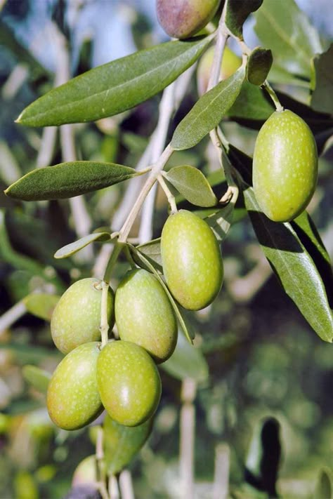 Indoor Fruit Plants, How To Grow Olives, Olive Tree Care, Olive Seeds, Olivier En Pot, Growing Olive Trees, Olive Plant, Garden Harvest, Mediterranean Garden