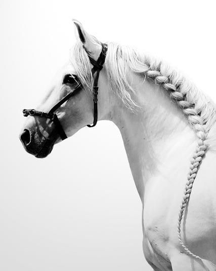 Do you have a problem, question or need a tip on plaiting your horses mane or tail? Horse Braiding, Horse Mane, Majestic Horse, All The Pretty Horses, Horse Crazy, White Horses, Equine Photography, Pretty Horses, Horse Photography