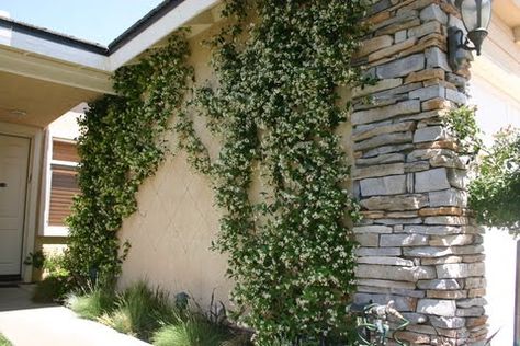 Greener Designs: How To Care For Star Jasmine (Trachelospermum jasminoides) Jasmine Shrub, Star Jasmine Trellis, Star Jasmine Vine, Hot Walk, Frontyard Landscape, Desert Cottage, Front Yard Makeover, Fast Growing Vines, Trachelospermum Jasminoides