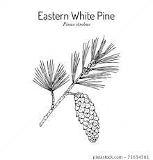 White Pine Tattoo, Pinecone Drawing, Pine Drawing, Pine Tattoo, Eastern White Pine, White Pine, Pine Cones, Stock Illustration, White