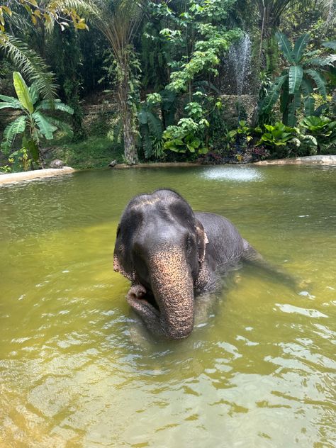 Thailand Aesthetic Elephant, Thailand Asthetic Picture, Bali Animals, Asia Travel Aesthetic, Phuket Thailand Aesthetic, Phuket Aesthetic, Thailand Pics, Elephant Thailand, Phuket Thailand Travel