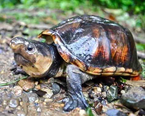 Tortoise and Freshwater Turtle Specialist Group Mud Turtle, Funny Turtles, Freshwater Turtles, Conservation Biology, Turtles Funny, Aquatic Turtles, Cute Reptiles, Wild Creatures, Reptiles And Amphibians