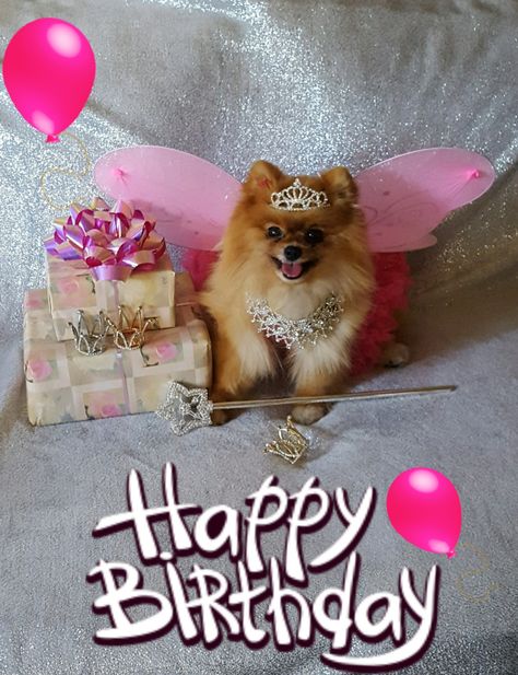 Happy Birthday Pomeranian! Pomeranian Fairy Princess! Happy Birthday Pomeranian, Happy Birthday Dog Lover, Dog Birthday Wishes, Itchy Dog Skin, Happy Birthday Dog, Thanksgiving Inspiration, Happy Birthday Art, Birthday Wishes Quotes, Happy Birthday Messages