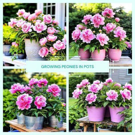 Discover the art of container peony gardening with our comprehensive guide. Learn how to choose the right pots, care for your peonies, and enjoy these stunning blooms in any space. Perfect for balcony gardeners and those with limited space! Peonies In Pots, Growing Peonies, Peonies Garden, Root System, Soil Improvement, Container Size, Growing Indoors, Garden Soil, Organic Matter