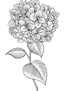 Hydrangea Drawing, Rendering Tips, Sleeve Sketch, Drawing Rendering, Hydrangea Tattoo, Botanical Line Drawing, Ink Inspiration, Drawing Flowers, Hydrangea Not Blooming