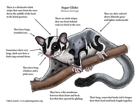 Sugar Glider Diagrams Sugar Glider Pet, Food Webs, Animal Report, Sugar Bears, Sugar Gliders, Food Web, Name Ideas, Sugar Glider, Life Cycles