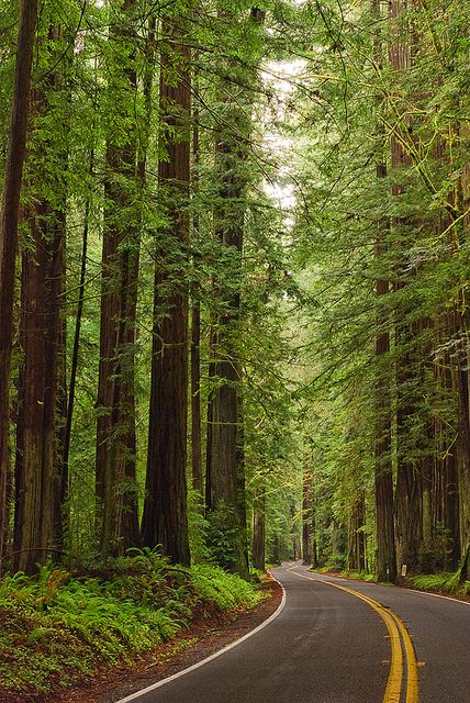 California Scenery, Avenue Of The Giants, Humboldt Redwoods State Park, Redwoods California, California Nature, Redwood Trees, California Vacation, Redwood Forest, The Giants