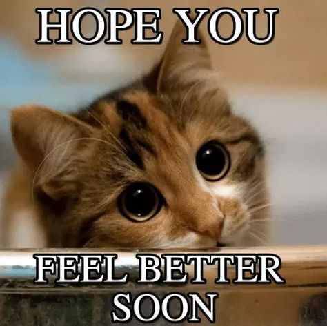 Feel Better Soon, Funny Cat Photos, Puppies And Kitties, Baby Kittens, Free Stuff, World Class, Crazy Cat Lady, Beautiful Cats, Crazy Cats