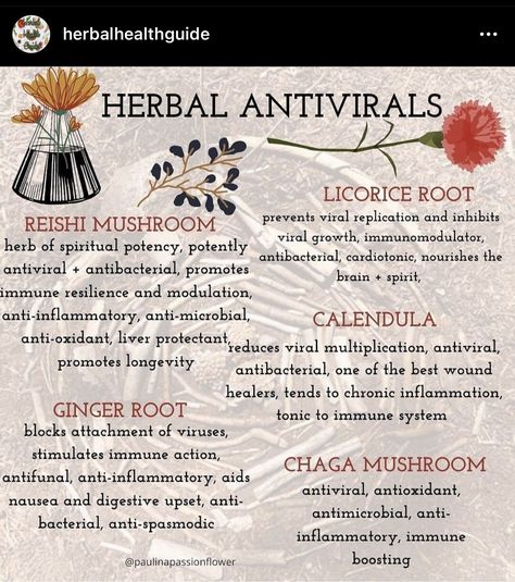 Herbs And Their Uses, Medicinal Herbs Remedies, Natural Antibiotic, Medicinal Herbs Garden, Medical Herbs, Magic Herbs, Essential Oils Herbs, Herbal Recipes, Herbal Apothecary