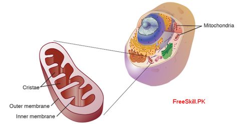 Mitochondria are membrane-bound organelles (mitochondria, singular) that produce most of the chemical energy needed to drive cell biochemical reactions. Animals Running, Cell Organelles, Mitochondrial Dna, Eukaryotic Cell, Chemical Energy, Structure And Function, Plant Cell, Chronic Fatigue, Biology