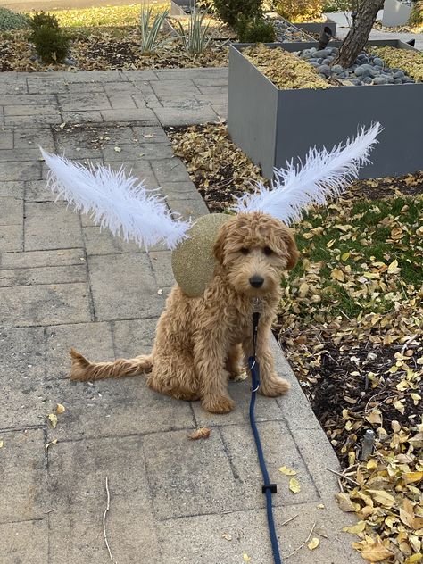 Golden Snitch Dog Costume, Harry Potter Family Costumes With Dog, Golden Snitch Costume, Snitch Costume, Halloween Costumes Harry Potter, Harry Potter Dog Costume, Cute Dog Halloween Costumes, Narnia Costumes, Harry Potter Dog