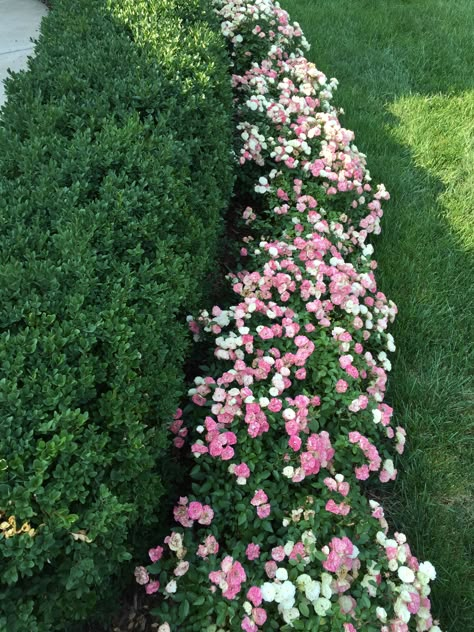 Green ice mini roses and boxwood hedge (green velvet) Knockout Roses With Boxwoods, Flowers In Front Of Hedges, Rose And Boxwood Garden, Boxwoods And Roses Front Of House, Mini Roses Outdoors, Boxwood Bushes In Front Of House, Boxwoods And Hydrangeas Front Of House, Boxwood Landscaping Front Yard Entrance, Front Yard Roses Landscaping Ideas