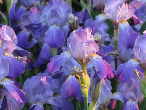 When should we divide our irises Iris Bulbs, Purple Spring Flowers, Dutch Iris, Leaves Photo, When To Plant, Flower Meanings, Garden Types, Pink And White Flowers, Flower Names