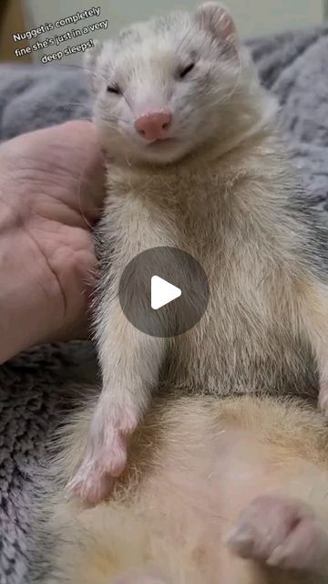 FuffyFerrets on Instagram: "Bant Nugget was so eepy! 🌶🍗💤 . .Exclusive Videos on our Patreon! 💖 . #cute #adorable #nuggettheferret #フェレット #ferrets #animals #mochitheferret #teamanxiety #ferret #ferrets #cuteferrets #vvaffles #cheepgoyeet" Cute Ferrets, Ferret, Animals, On Instagram, Quick Saves, Instagram