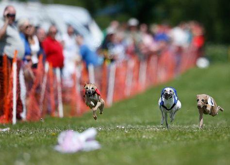 Whippet - Breed Profile | Australian Dog Lover - Whippets love to chase, so mechanical lure coursing can be great fun for them. They chase a plastic bag over varying distances, with some twists and turns. Running Games, Australian Dog, Lure Coursing, Dog Sports, I Like Dogs, Sporting Dogs, Working Dogs, Whippet, Dog Breed