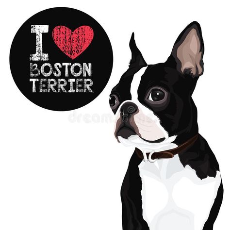 Boston Terrier Dog. Vector closeup portrait of the domestic dog Boston Terrier breed stock illustration Boston Terrier Illustration, Boston Terrier Rescue, Boston Terrier Art, Beard Logo, Terrier Rescue, Closeup Portrait, Terrier Breeds, Dog Vector, Boston Terrier Dog