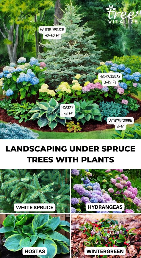 Landscaping Under Spruce Trees With Plants Pine Landscaping Ideas, Garden Under Pine Tree Ideas, Pine Tree Garden Ideas, Flowers Under Pine Trees, Plants That Grow Under Pine Trees, Spruce Trees Landscaping Ideas, Juniper Tree Landscaping, Spruce Tree Landscaping, Pine Tree Landscaping Ideas