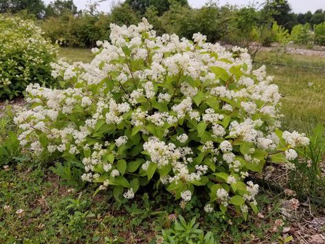 New Jersey Tea – Ontario Native Plants New Jersey Tea, Plant Press, Native Plant Landscape, Native Plant Gardening, Gardening Hat, Dry Sand, Rain Garden, Sweet Fragrances, How To Make Tea