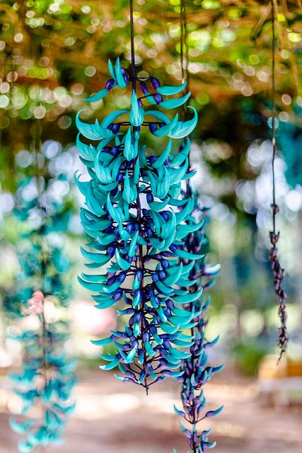 Jade Vine, Ficus Pumila, Plants For Hanging Baskets, Growing Succulents, Trailing Plants, Fast Growing Plants, Unusual Plants, Unusual Flowers, Most Beautiful Flowers