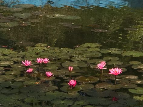 Lotus Aesthetic Flower, Lotus Core Aesthetic, Lotus Pier Aesthetic, Lotus Pond Aesthetic, Lotus Flower Aesthetic, Lotus Landscape, Lotus Aesthetic, Dnd Ocs, Scenery Tattoo