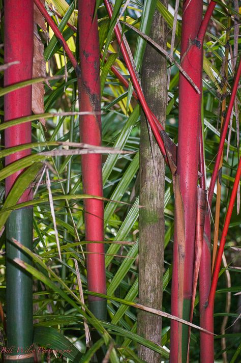 Red Bamboo Hilo Botanical Gardens. Chinese Bamboo Landscape, Sagano Bamboo Forest, Bamboo Image, Sacred Bamboo, Bamboo Landscape, Chinese Bamboo Forest, Bamboo Seeds, Bamboo Palm, Bamboo Species