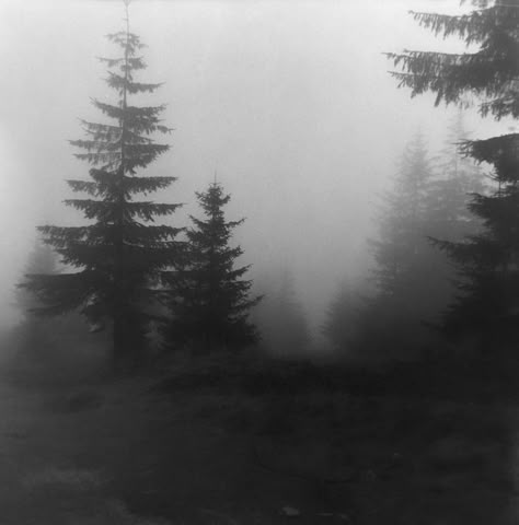 Dark Naturalism, Dark Forest Aesthetic, رعب نفسي, Foggy Forest, Dark Paradise, Gray Aesthetic, Gothic Aesthetic, The Fog, Six Feet Under