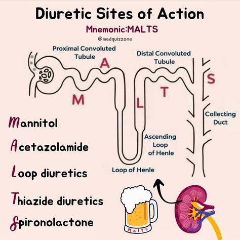 Diuretic Sites of Action: 💥Mnemonic - MALTS✔️ 📚This diagram illustrates the different sites of action for various diuretics within the nephron, using the mnemonic ”MALTS”: 1️⃣ M - Mannitol: Acts on the Proximal Convoluted Tubule (PCT). Mannitol is an osmotic diuretic that increases the osmolarity of the filtrate, leading to water excretion. 2️⃣ A - Acetazolamide: Also acts on the Proximal Convoluted Tubule (PCT). Acetazolamide is a carbonic anhydrase inhibitor, reducing bicarbonate reabso... Nephron Diagram, Loop Diuretics, Loop Of Henle, Nclex Review, Nclex, Study Skills, Nursing School, Side Effects, 2 A