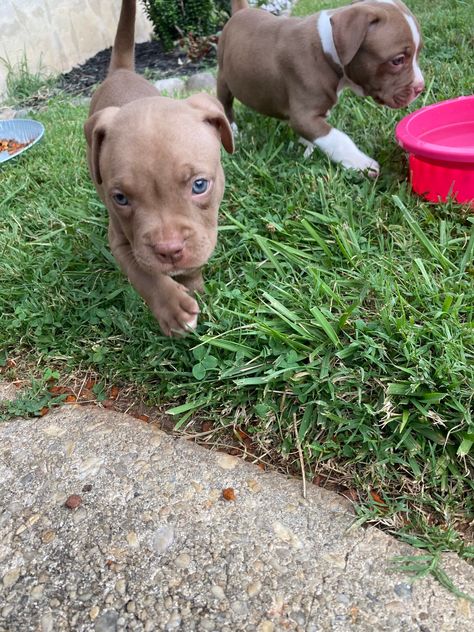 Red nose pitbull puppies Red Nose Pitbull Puppies, Red Nose Pit, Red Nose Pitbull, American Pit Bull Terrier, Pitbull Puppies, American Pit, Pit Bull Terrier, Red Nose, American Pitbull Terrier