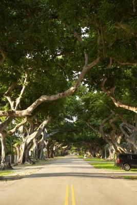 Where to Plant a Fig Tree in Zone 8 Santa Barbara House, Ficus Microcarpa, Fig Trees, Ficus Tree, Tree Line, Fruit Garden, Fig Tree, Perfect Garden, Plant Lady