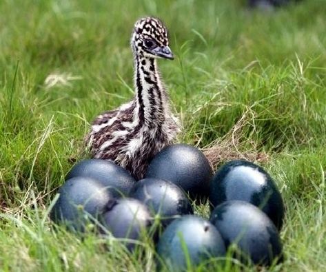 Emu Bird, Emu Egg, Australian Fauna, Wallpapers Pictures, Australia Animals, Zoo Babies, Australian Wildlife, Australian Birds, Australian Animals