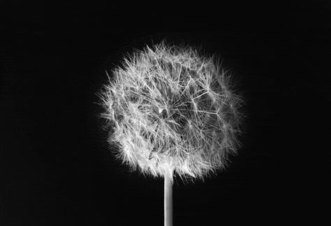 *quick make a wish!* Dandelion Gif, Meditation Images, Disney Descendants, Make A Wish, 3d Animation, Dandelion, Meditation, Gif, Moon