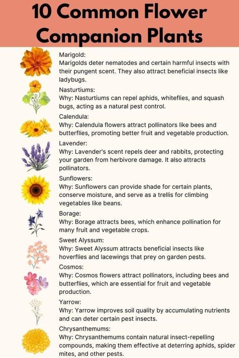 Garden Planting Companions, Veggie Garden Companion Planting, Vegetables Companion Planting, Permaculture Flower Garden, Kitchen Garden Plan, Growing Flowers With Vegetables, Garden Bed Planting Ideas, Companion Planting Vegetables And Flowers, Vegetable Bed Layout