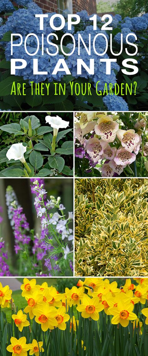 Top 12 Poisonous Plants • Are They in Your Garden? • Check these plants and make sure your garden is safe! Lynn Margulis, Preppers Survival, Poison Garden, Backyard Flowers Garden, Survival Foods, Survival Ideas, Growing Lavender, Backyard Flowers, Garden Vines