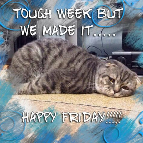 Happy Friday Humour, Good Morning Dog, Friday Pics, Happy Friday Pictures, Humor Books, Friday Cat, Good Morning Cat, Friday Wishes, Friday Meme