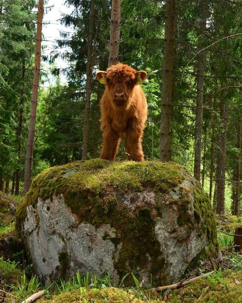 If You Ever Feel Sad, These 10+ Highland Cattle Calves Will Make You Smile Breeds Of Cows, Mini Cows, Baby Highland Cow, Baby Farm Animals, Scottish Highland Cow, Fluffy Cows, Cow Pictures, Highland Cattle