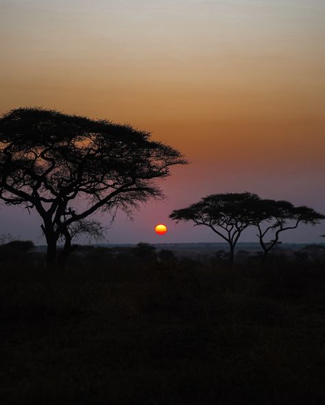 ~ morning colours in the Serengeti 😍🌅 #sunrise #sunrise_sunset_photogroup #sunrise_and_sunsets #africa #serengeti #serengetinationalpark #africansafari #coloursofafrica #colourful #hotairballoon #gamedrive #morning #morningview Africa Sunrise, Life In Australia, Serengeti National Park, Morning View, August 19, African Safari, Travel Life, Hot Air Balloon, Sunrise Sunset