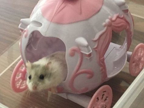 Pink Hamster, Do Cute, Winter Fairy, Cute Hamsters, Super Cute Animals, Silly Animals, Hamsters, Rodents, Sweet Animals