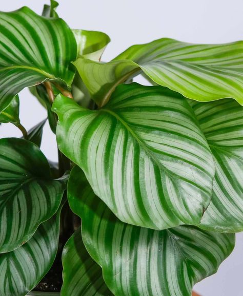 Buy Potted Calathea Orbifolia Indoor Plant | Bloomscape Feng Shui Indoor Plants, Calathea Lancifolia, Feng Shui Plants, Rubber Tree Plant, Calathea Orbifolia, Love Wood Sign, Making Plant Pots, Brick Garden, Inside Plants