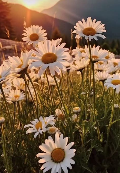 Daisy Pictures Flower, Daisy Flower Aesthetic, Daisy Flower Field, Daisies Aesthetic, Daisy Aesthetic, Daisy Plant, Calloway Sisters, Flowers Daisy, Pinterest Life