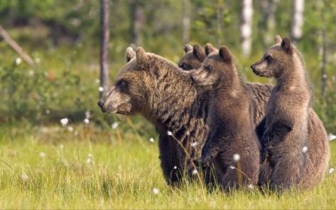 Free Download Wildlife Wallpaper. Wildlife Wallpaper, Wild Animal Wallpaper, Brown Bears, Momma Bear, Bear Pictures, Wildlife Photos, All About Animals, Bear Wallpaper, Bear Stuffed Animal