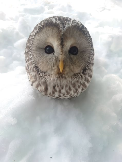 Pet Owl, Owls Cute, Harry Potter Owl, Funny Owls, Cute Owls, Owl Pictures, Funny Birds, Pretty Animals, Owl Bird