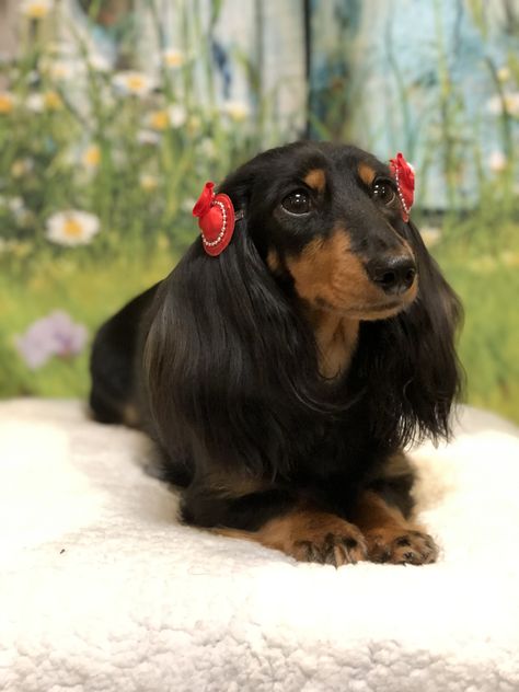 Baby Dachshund, Long Haired Dachshund, Dream Dog, Really Cute Dogs, Dachshund Puppies, Dachshund Love, New Puppy, Four Legged, Of Course