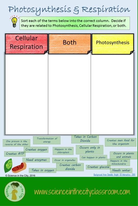 Photosynthesis and Cellular Respiration Digital Sort Project Biology, Cellular Respiration Activities, Photosynthesis Activities, Amoeba Sisters, Photosynthesis Worksheet, Biology Ideas, Photosynthesis And Cellular Respiration, Biology Resources, Cellular Respiration