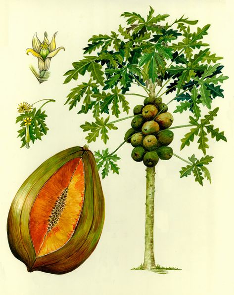 Carica papaya L. | Smithsonian Institution Growing Papaya, Grow Papaya, Papaya Growing, Papaya Flower, Papaya Plant, Seed Growing, Seeds Growing, Papaya Art, Papaya Tree